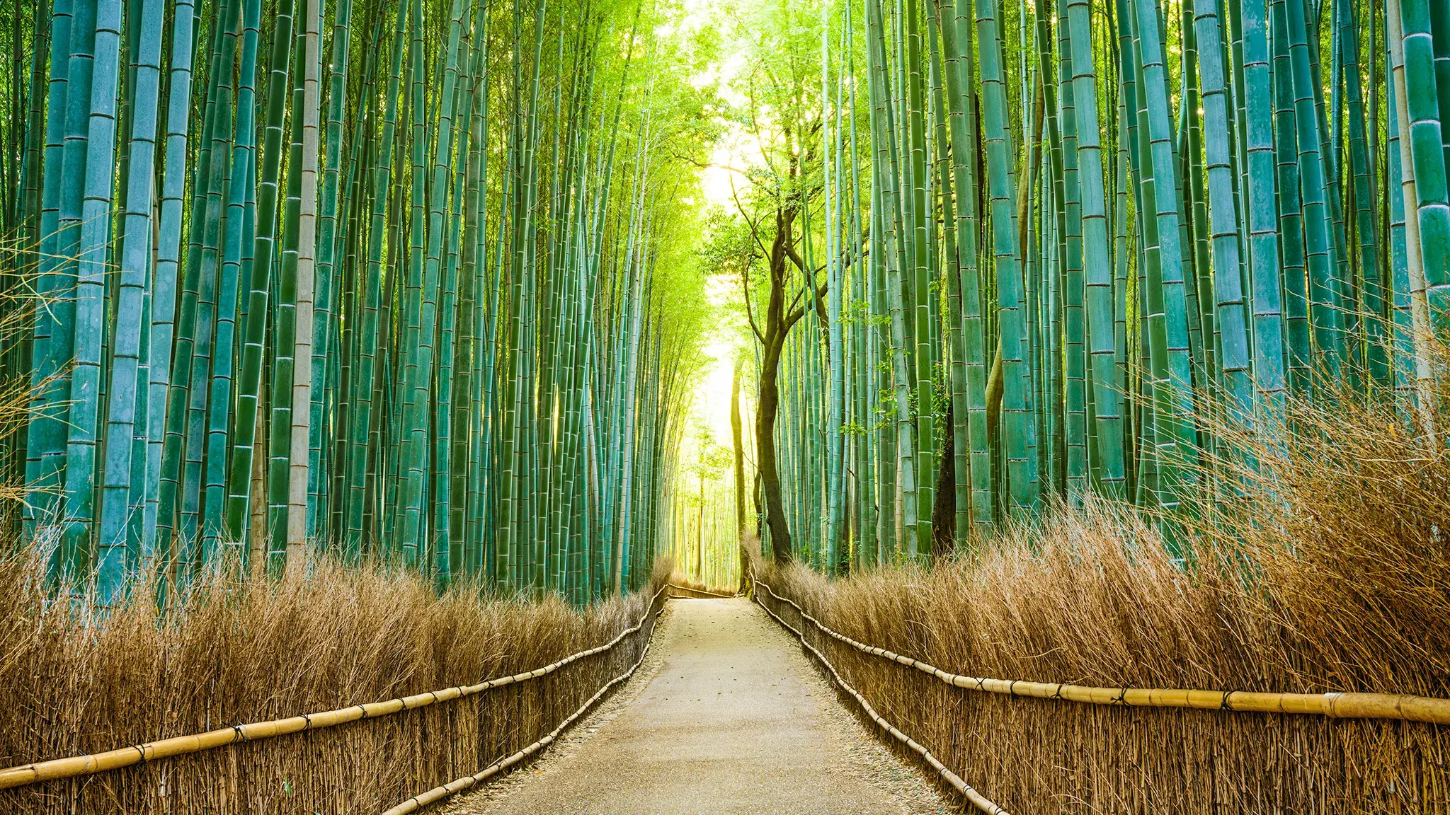Japanese Scenery
